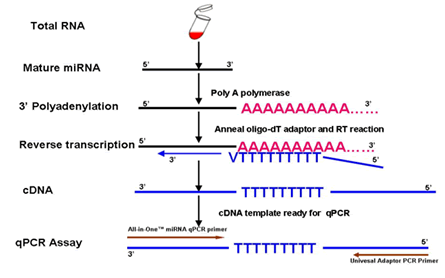 All-in-One? validated qPCR primers